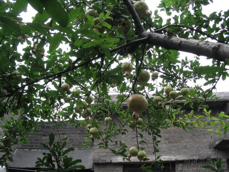 石榴24--艺术素材--版画家网-最大的版画艺术门户网站